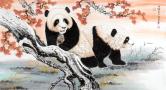 周富生（河南美协）国宝熊猫