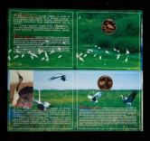 1997年中国珍稀野生动物-朱鹮、丹顶鹤精制流通纪念币各一枚，共二枚
